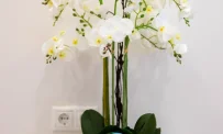 Стоматология Белая Орхидея фотография 12