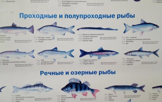 Всероссийский НИИ рыбного хозяйства и океанографии фотография 1
